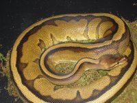 ball python babies 067.jpg