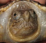 snapper1A.jpg