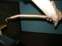 pastel belly pics 004.jpg