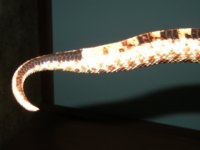 pastel belly pics 012.jpg