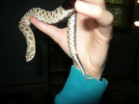 hognose gender 015.jpg