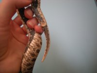 hognose gender 013.jpg