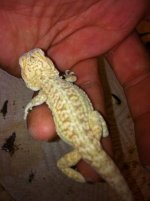 reptiles 049.jpg