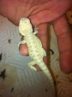 reptiles 047.jpg