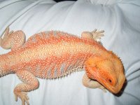 Gator 2.jpg