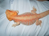 Gator 3.jpg