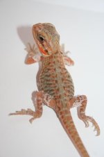citrusorangetranssilk.JPG