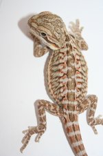 citrusredleatherhettransmale.jpg