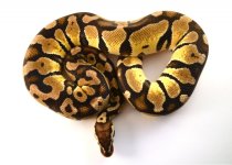 09 1.0 Pastel het Clown2 084SL1.jpg
