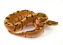 2011 Spider het Hypo 1.jpg