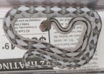 silver suboc normal pat.jpg