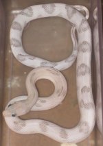 female silver.jpg