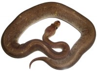 Silverbullet.jpg