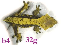 b4-small.jpg