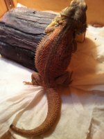 reptiles 011.jpg