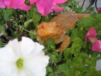 IMG_0419.jpg