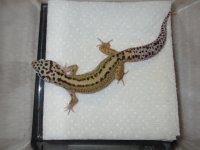 Male 2 Red Stripe x Lavender Stripe Bell.jpg