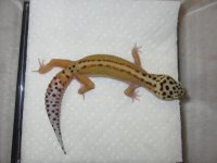 Male 3 Red Stripe x Lavender Stripe Bell.jpg