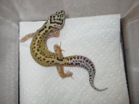 Female 1 Red Stripe x Lavender Stripe Bell.jpg