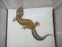 Female 2 Red Stripe x Lavender Stripe Bell.jpg