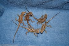 IMG_0028.jpg