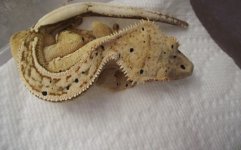 DSCF7320.jpg
