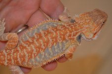DSC_6081.jpg