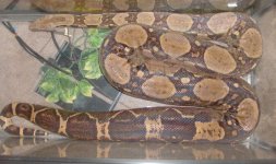rsz_boa_004.jpg