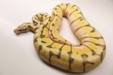 killerbee02.jpg
