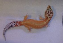 rsz_7_juvie_geckos_053.jpg