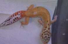 rsz_7_juvie_geckos_009.jpg
