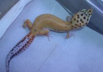 rsz_7_juvie_geckos_015.jpg