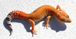 anaevfum111f3-32-200.jpg