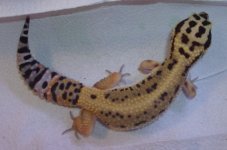 rsz_7_juvie_geckos_046.jpg
