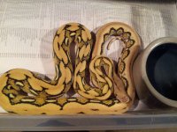 11 Platty tiger.jpg