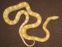 floridaspechtfarm 096.jpg