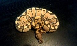 ballpython11.jpg