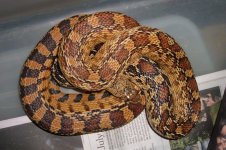 sonoran 1.jpg