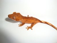 geckoupdates015.jpg