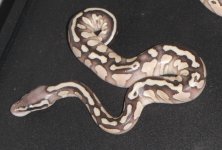 Pastel Lesser Female.jpg