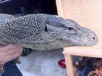croc pic 1.jpg
