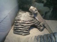 Email CL ad with beardie.jpg