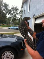 croc4.jpg