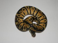 Pastel Yellow Belly  Left 1.JPG