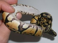 Pastel Yellow Belly  Left 2.JPG