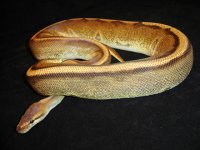 Oct 25, 2011 010.jpg