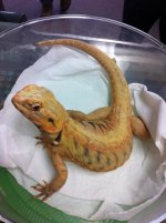hypo silk.jpg