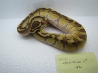 lesserenchimale2.JPG