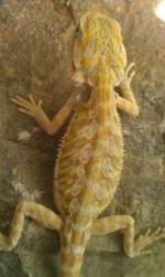 IMAG0933.jpg