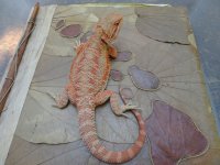 DSC00251.jpg